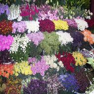 ازهار الوردة الحمراء Red Rose 