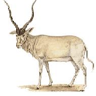 شركة المها للتجارة م.خ.م 