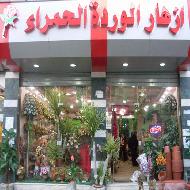 ازهار الوردة الحمراء 