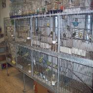 حديقة الشيماء للطيور 