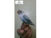 موجود جوز برسوناتو اليف Image 2