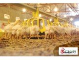 مستلزمات مزارع الدواجن الحديثة 