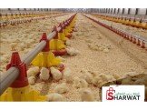 تجهيز مزارع الدواجن المغلقة بنظام الحديث Image 2