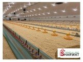 معدات ومستلزمات مزارع الدواجن الحديثة  Image 2