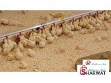 تجهيز مزارع الدواجن المغلقة بنظام الحديث Image 3