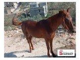 خيل 