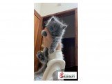 قطط  Image 2