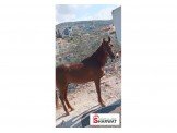 خيل  Image 2