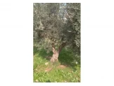 أشجار زيتون للبيع   Image 2