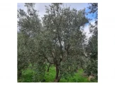 شجر زيتون معمر للبيع Image 2