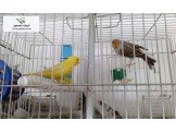 انثى كناري لون اصفر جاهزة للبيع ف...
