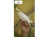 موجود كوكتيل لاتينو عيون حمر اليف  Image 2