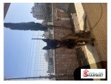 كلبه عمرها سنه ونص بلجيكي مدربه ومطعمه  Image 2