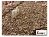 نجارة النخبة للصيصان والمواشي 