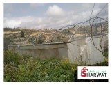 بيت بلاستك زراعي  Image 2