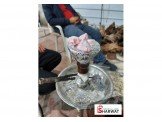 فحم الفيرا للاراجيل