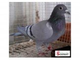 شروات حمام ودجاج 