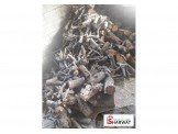 حطب زيتون مقطع لصوبا الحطب وللافران 