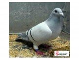 شروات حمام ودجاج  Image 2