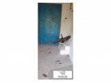 طواوويس ذكور Image 2