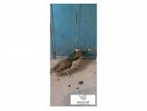 طواوويس ذكور Image 3