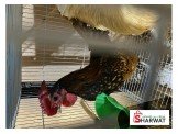 ذكرين شايش
