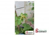اشتال توت اسود Black Berry plants  Image 2