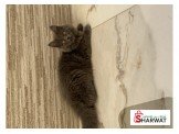 قط شيرازي 
