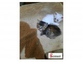 قطط شيرازي بيور