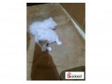 قطط شيرازي بيور Image 2