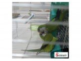 جوز طيور للبيع Image 2