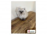 قطط هملايا  Image 2