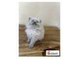 قطط هملايا  Image 3
