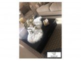 طاولة وسط بني  Image 2