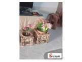 اصيص ورد