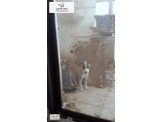 كلبه بيتبول 3 شهور Image 2