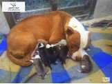 كلبه بيتبول 3 شهور Image 3