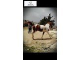 مهرة هندية للبيع 