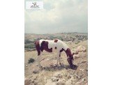مهرة هندية للبيع  Image 2