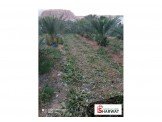 أشجار نخيل عمر ٥ سنوات مثمر النوع مجول