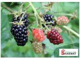 اشتال توت اسود متسلق Black Berry 