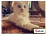 قطط للبيع نوع شيرازي Image 2