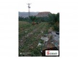 أشجار نخيل عمر ٥ سنوات مثمر النوع مجول Image 2