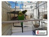 جوز عصافير حب Image 3