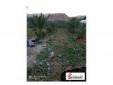 أشجار نخيل عمر ٥ سنوات مثمر النوع مجول Image 3