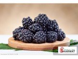 اشتال توت اسود متسلق Black Berry  Image 3
