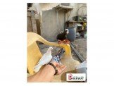 حمام زاجل ٥٠ جوز تقريبن جواز اسي ...