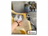 حمام زاجل ٥٠ جوز تقريبن جواز اسي بفهم للمعني Image 2