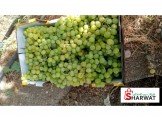 بيع عنب حبه الف  Image 3