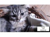 قطة بيت متربية 250 Image 2